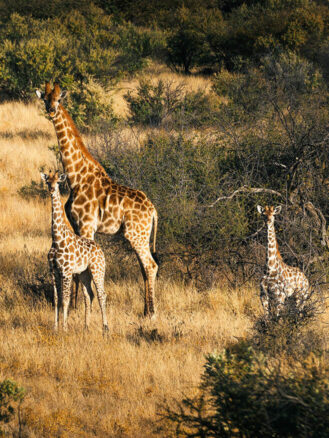 Zannier Hotels Spotlight - Zannier Omaanda, Namibia