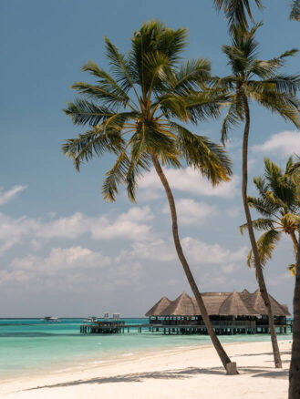 Maldives Luxury Resorts | A beach with palm trees at Gili Lankanfushi, Maldives | Louis Cannell