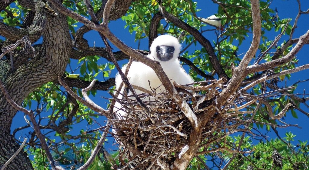 Exclusive experiences - The Brando - Tetiaroa, French Polynesia - White bird in a nest