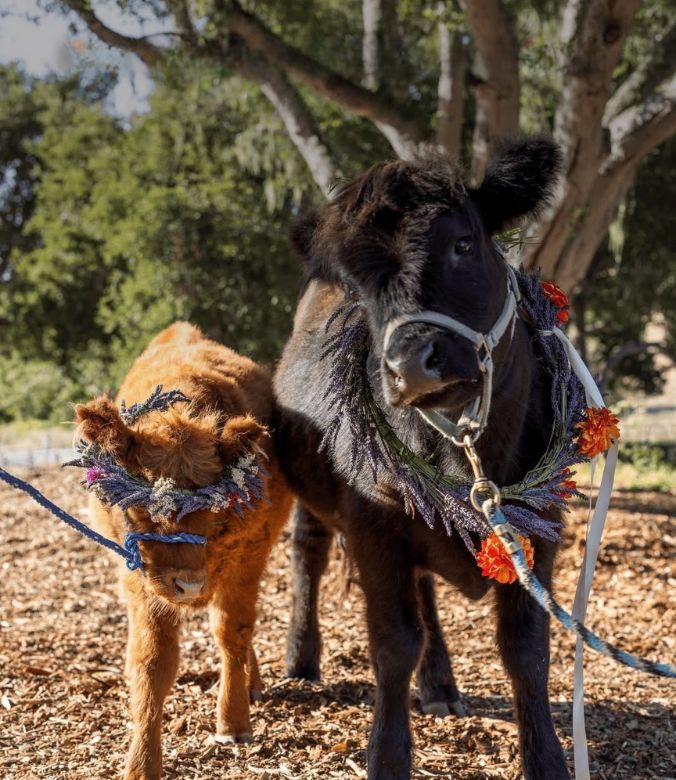 Hotel Pets - Carmel Valley Ranch - Belle and Bucky
