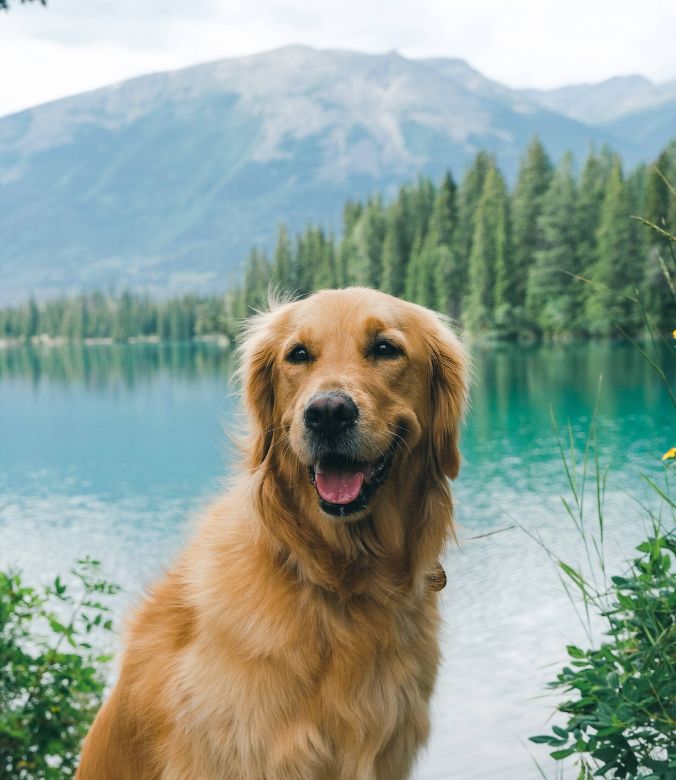 Hotel Pets - The Dogs of Fairmont
