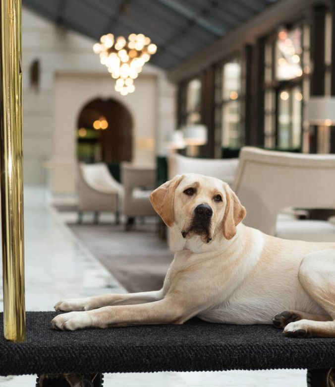 Hotel Pets - The Dogs of Fairmont