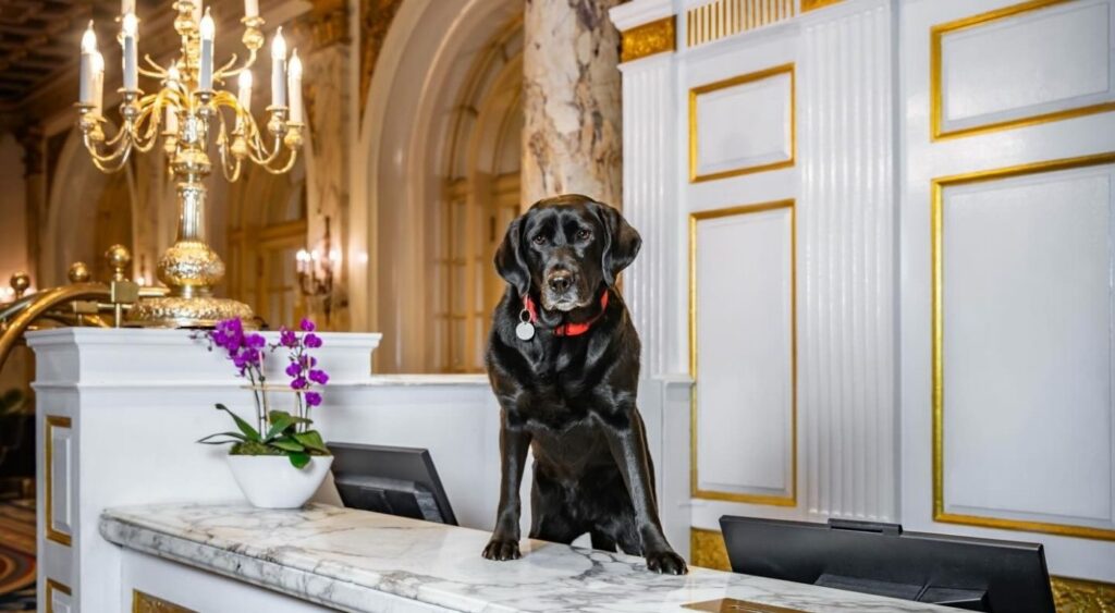 Hotel Pets - Fairmont Copley Plaza, United States - Cori Copley