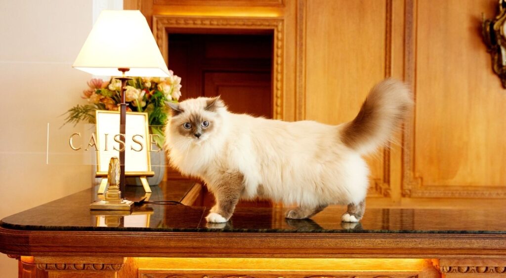 Hotel Pets - Le Bristol, France - Socrate