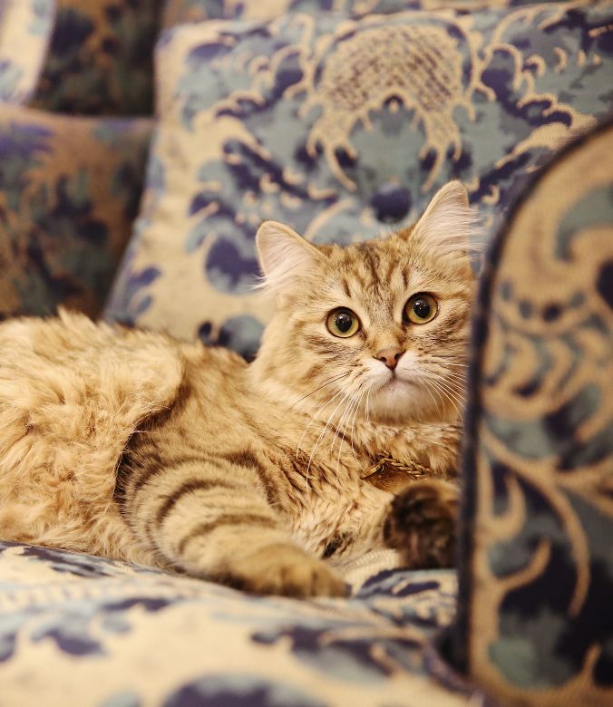 Hotel Pets - The Lanesborough, United Kingdom - Lilibet