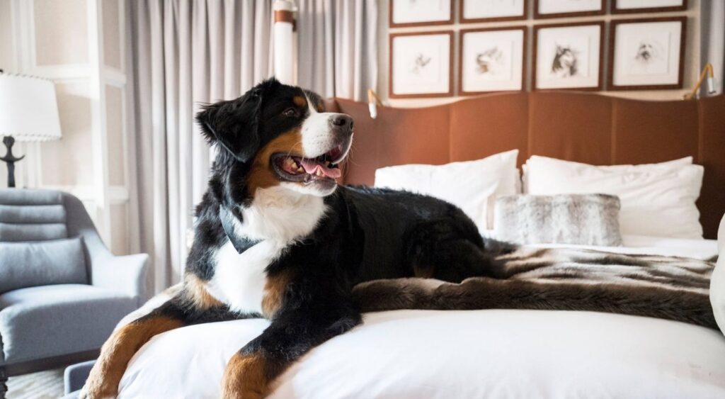 Hotel Pets - The St. Regis Aspen, United States - Kitty Jacob Astor
