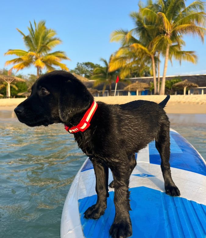 Hotel Pets - Jamaica Inn, Jamaica - Shadow