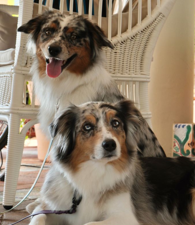 Hotel Pets - Treville Positano, Italy - Daisy Mae & Captain Onyx