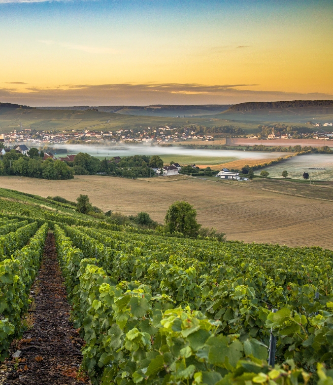 Day trip - vineyard in Champagne, France