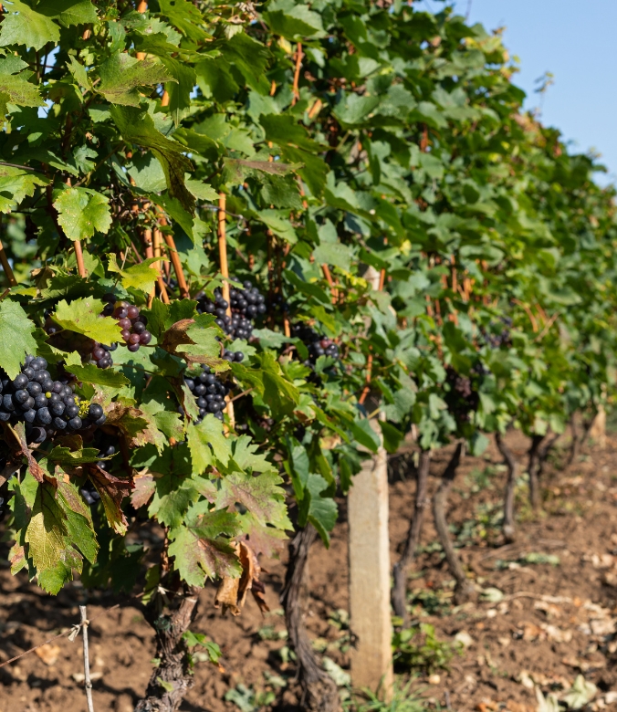 Day trip - A vineyard in Romania